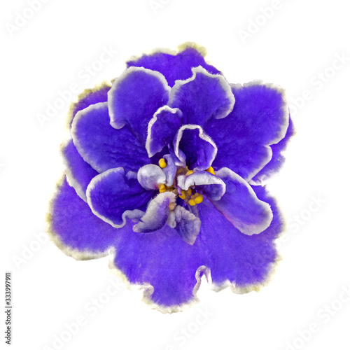Saintpaulias flower isolated on a white background. Saintpaulia or Violet home flower of pink-violet color isolated on white background. Uzambar violet. African Violet Flower Isolated on White. photo