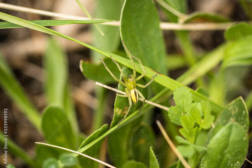 Micrommata virescens, pequeña araña verde y amarilla