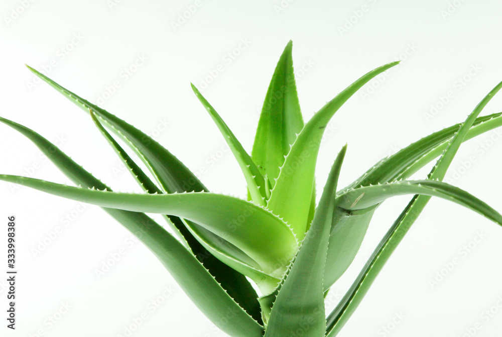 Obraz premium Aloe vera plant isolated on white background. Aloe vera is a succulent plant species of the genus Aloe. It is cultivated for agricultural and medicinal uses