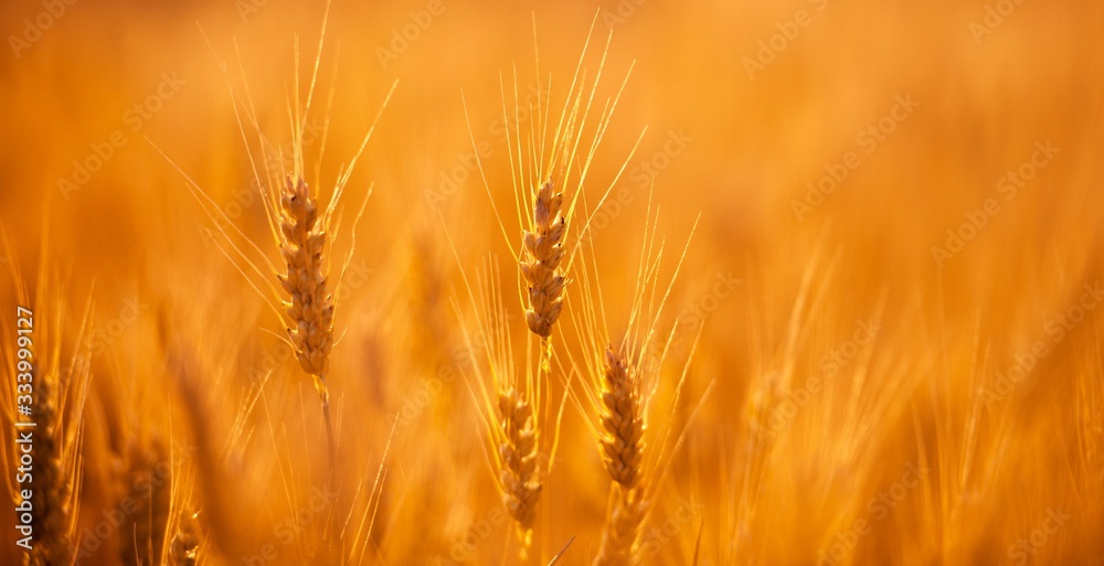 Fototapeta premium Banner. Wheat Field on sunset