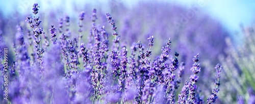 Banner. Lavender Field in the summer. Aromatherapy. Nature Cosmetics. © darkfreya