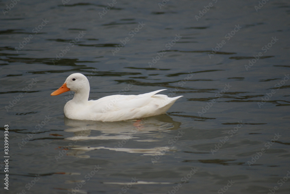 Water fowl, ducks on the water,swimming ducks,white ducks swimming,