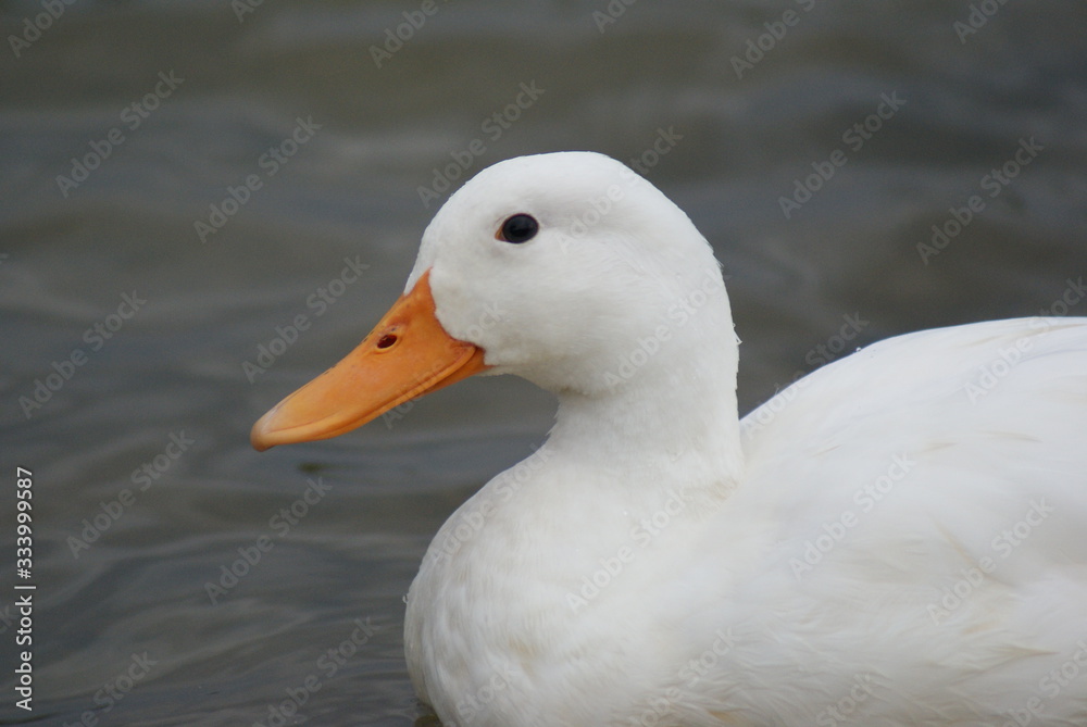 Water fowl, ducks on the water,swimming ducks,white ducks swimming, Water fowl, ducks on the water,swimming ducks,white ducks swimming,