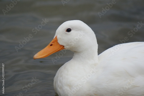 Water fowl, ducks on the water,swimming ducks,white ducks swimming,