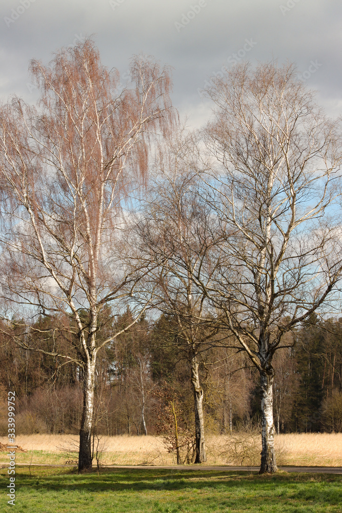 Obraz premium Birke (Betula)