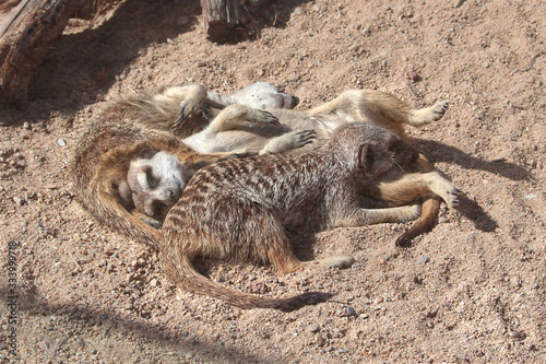 Obraz na plátně A group or mob or meerkats lying all over each other sleeping, resting in the sand