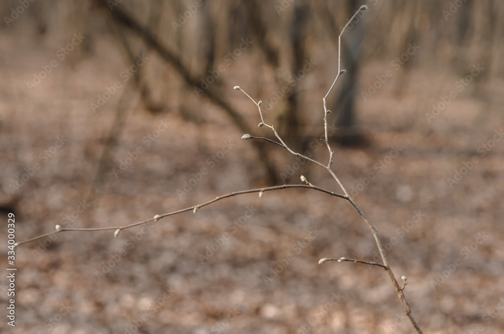 dry grass on a background dry grass on a background