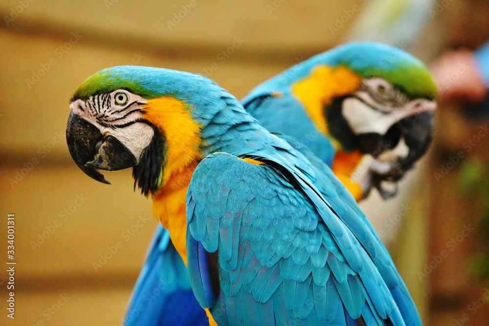 Two Parrots looking at opposite Directions