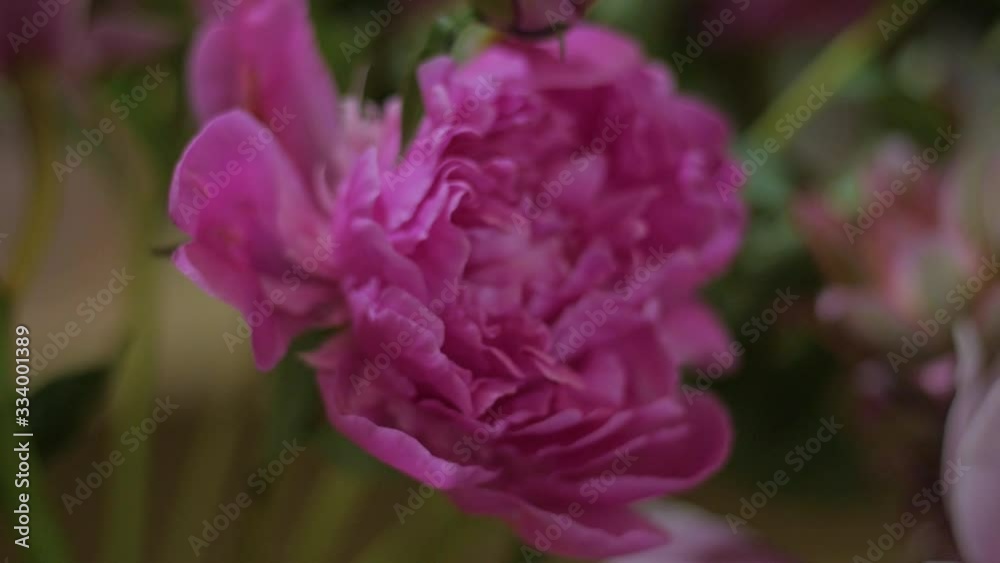 flower, pink, nature, garden, rose, flowers, blossom, plant, bloom, green, peony, spring, beauty, flora, beautiful, purple, petal, floral, summer, petals, leaf, blooming, roses, bright, closeup flower, pink, nature, garden, rose, flowers, blossom, plant, bloom, green, peony, spring, beauty, flora, beautiful, purple, petal, floral, summer, petals, leaf, blooming, roses, bright, closeup