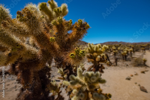 Joshua National Park