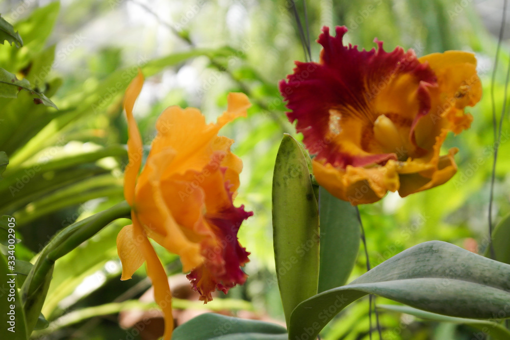 Orchid is one of those colours that attract the attention of flower-makers with its stunning look, long-term blooms and beauty Orchid is one of those colours that attract the attention of flower-makers with its stunning look, long-term blooms and beauty