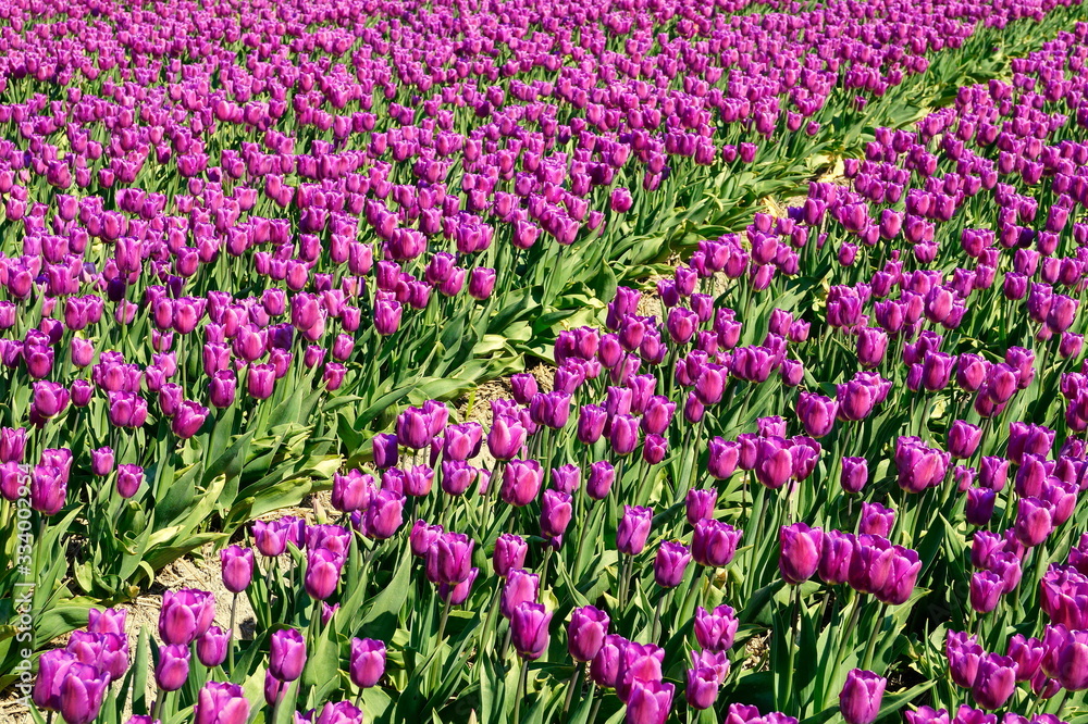 Tulpen - eine wunderschöne Diagonale