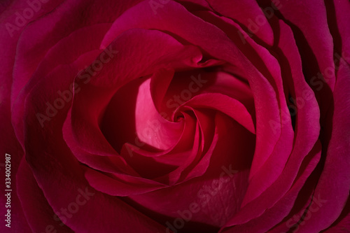 Beautiful background of rose flower, macro. Wallpaper from the pattern of the opened bud of a red rose. Selective focus