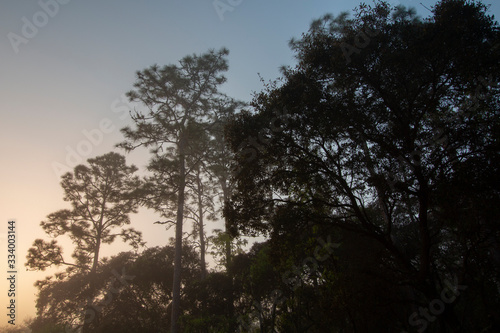 Dawn at a pine forestd in north central Florida