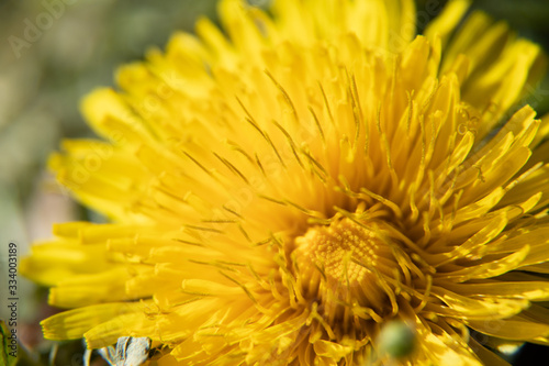 yellow flower of dandelion  macro shot