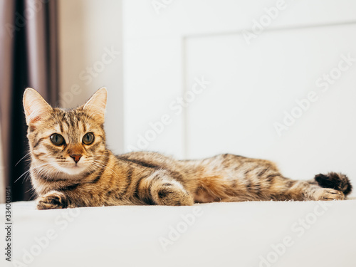 Cat lies on a white bed with a gray plaid. © Eugene