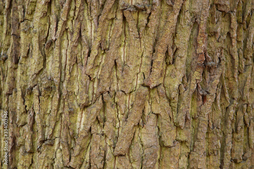 Tree bark as a background, close-up