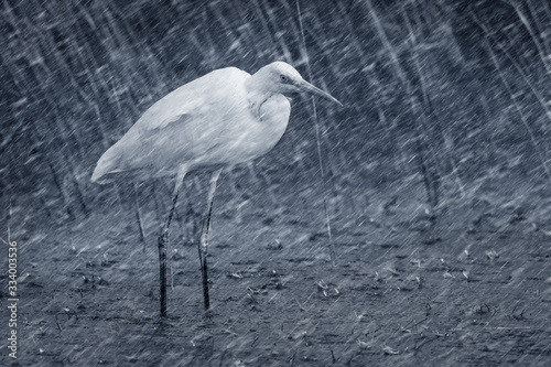 Fotografie Rainy weather and birds. Nature background.