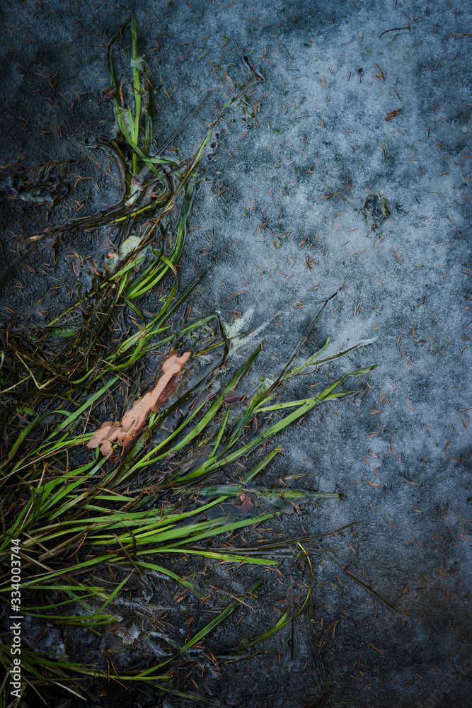 Fototapeta premium grass in the ice 