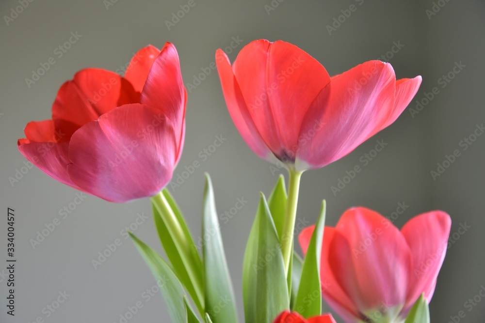 Bunch of red tulips flowers with selective focus on green blurred background. Beautiful spring flowers. Bouquet of red flowers for Mother’s Day. Gift for international woman day. Bunch of red tulips flowers with selective focus on green blurred background. Beautiful spring flowers. Bouquet of red flowers for Mother’s Day. Gift for international woman day.