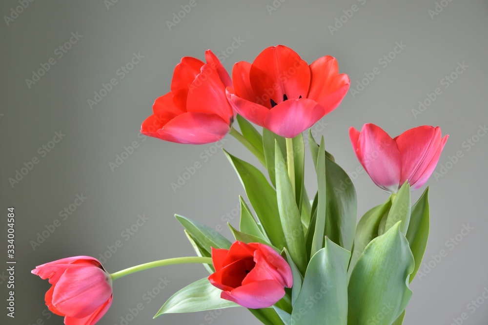 Fototapeta premium Bunch of red tulips flowers with selective focus on green blurred background. Beautiful spring flowers. Bouquet of red flowers for Mother’s Day. Gift for international woman day. 