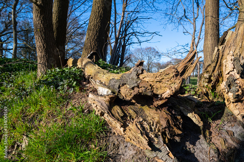 An old upturned tree staged with a green background