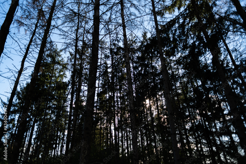 Naklejka premium Bright sunlight shining through a dark forest on a bright sunny day