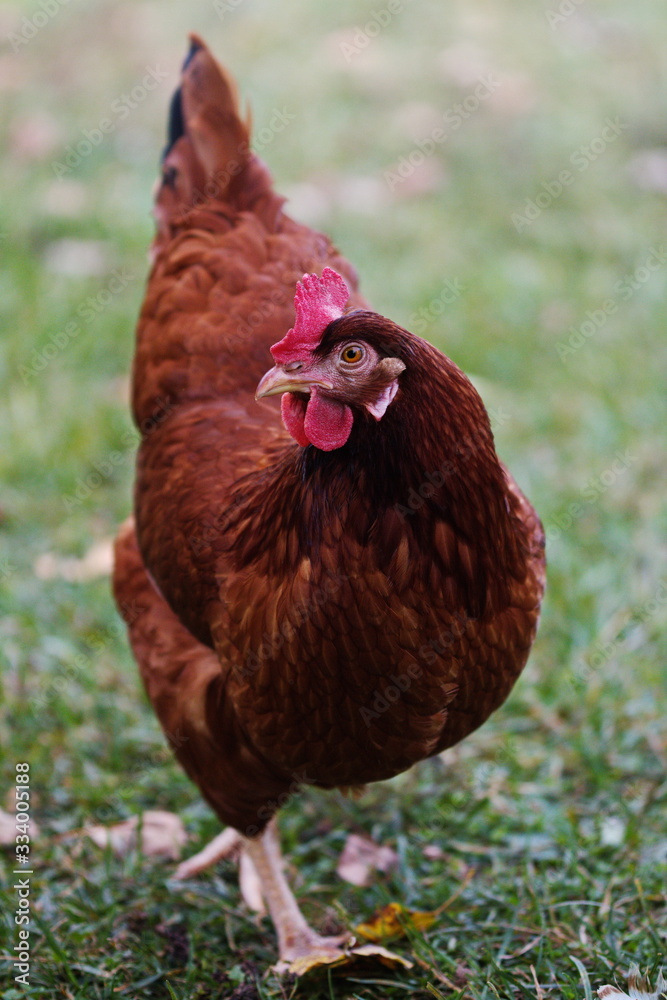 Fototapeta premium Rhode Island Red heritage breed chicken on a small farm in the country. 