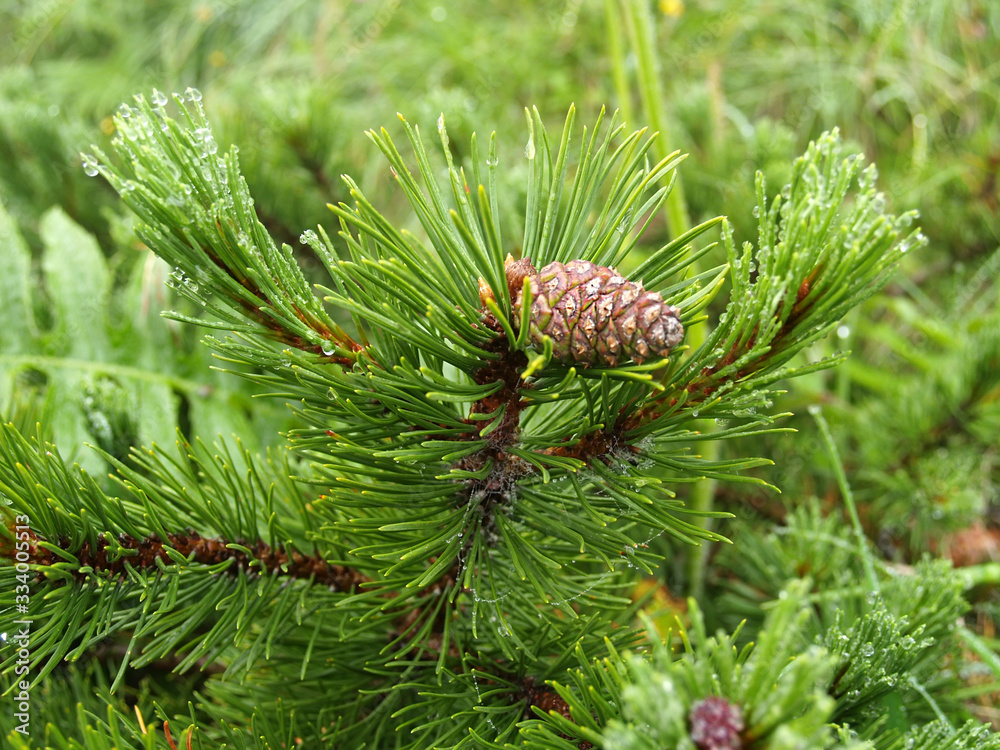 Mountain pine escape with bumps (Pinus mugo Turra)