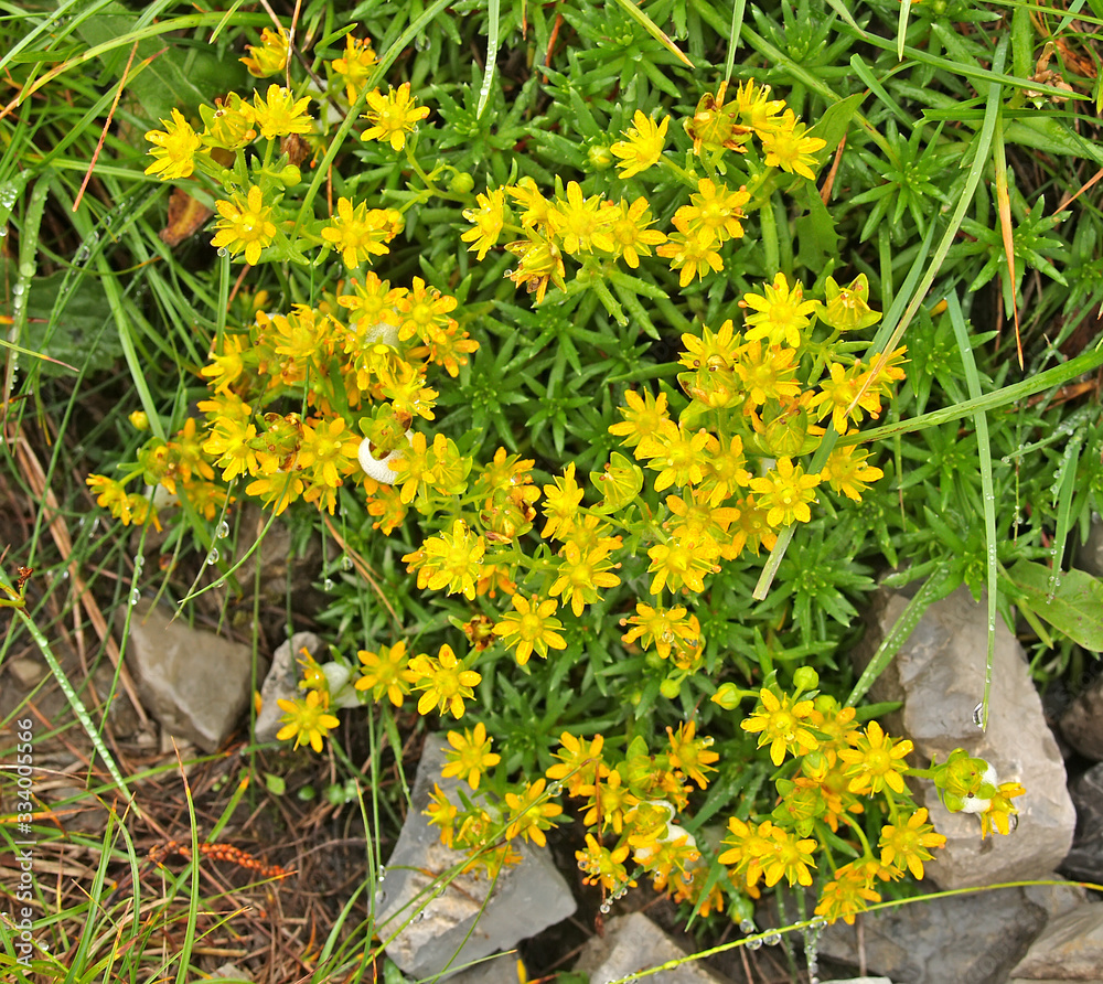 Saxifraga crucifolia (Saxifraga aizoides L.), flowering plant