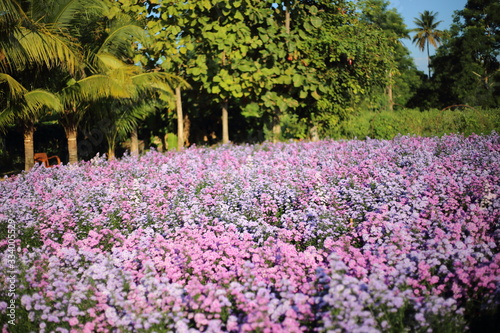 Wallpaper Mural Purple margaret flower blooming in the garden Mae Rim, Chiang Mai , Thailand Torontodigital.ca