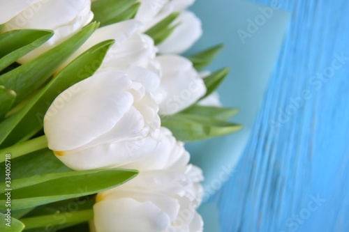 Fototapeta Naklejka Na Ścianę i Meble -  Bouquet of elegant white tulips on blue wooden background. Beautiful bunch of tender spring flowers. Easter gift. Springtime. Greeting card for womans day