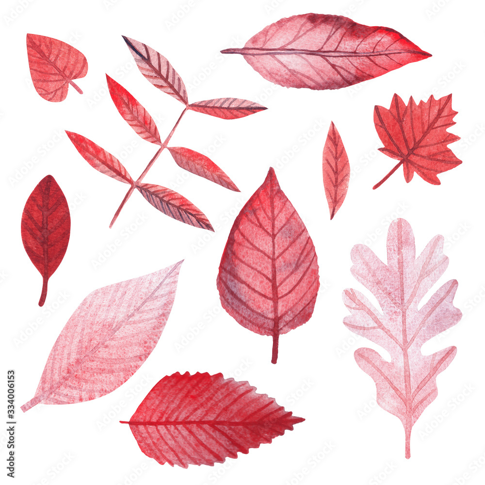 Obraz premium Set of red and pink watercolor leaves of different sizes and shapes. Leaf of maple, oak, birch and other trees