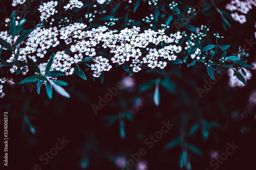 Fototapeta Naklejka Na Ścianę i Meble -  Dark Moody Floral backdrop of blooming spiraea