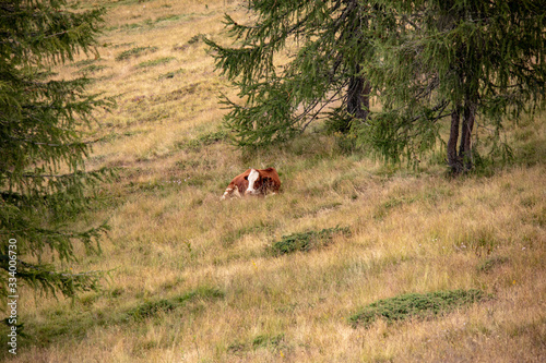 Image of cows on a mountain meadow in summer in the Austrian Alps,