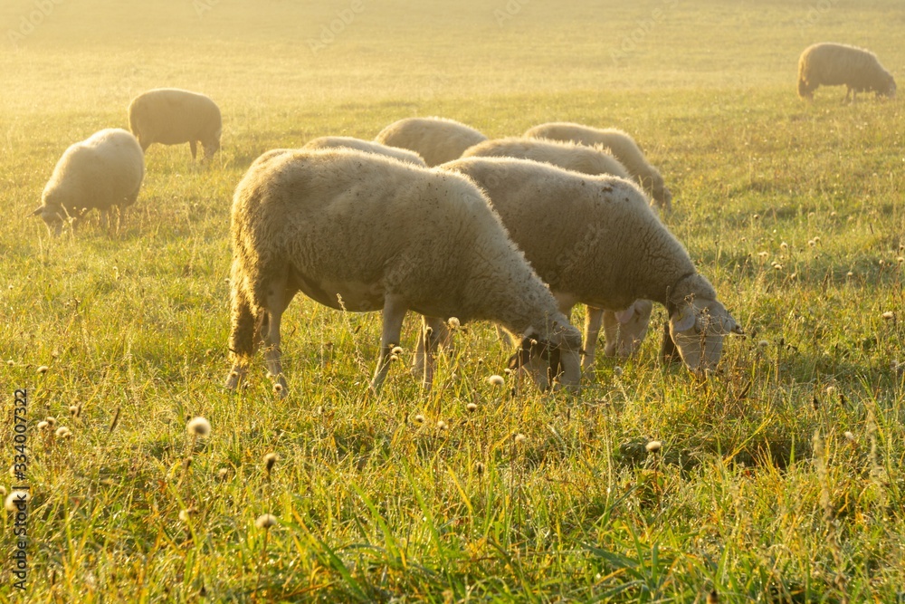 Sheep on the meadow eating grass in the herd during colorful sunrise or sunset. Slovakia Sheep on the meadow eating grass in the herd during colorful sunrise or sunset. Slovakia