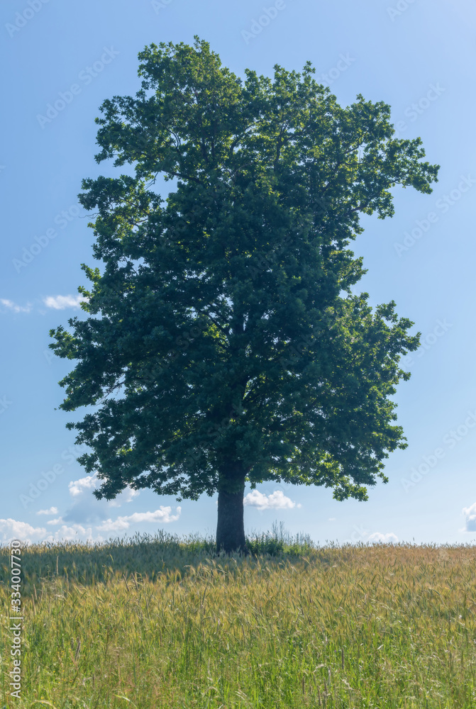 lonely oak in the field, back light lonely oak in the field, back light