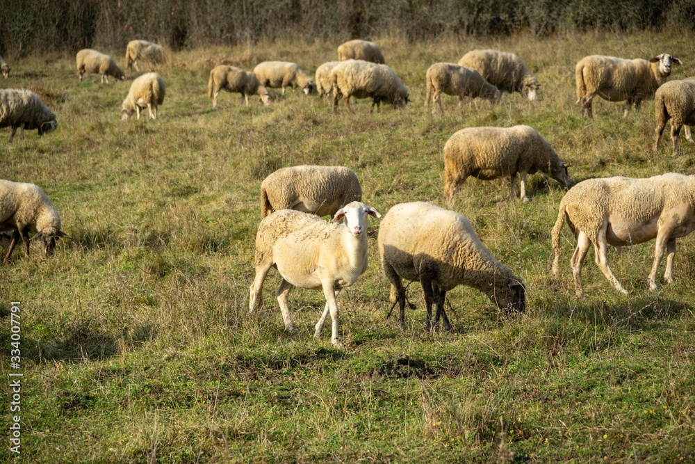 Sheep on the meadow eating grass in the herd during colorful sunrise or sunset. Slovakia