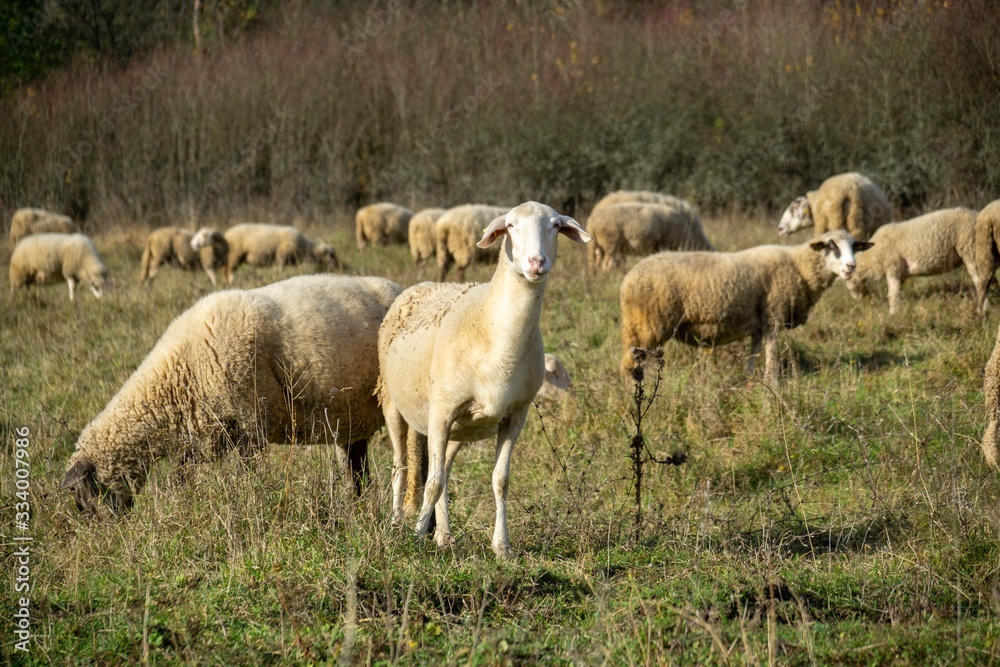 Sheep on the meadow eating grass in the herd during colorful sunrise or sunset. Slovakia Sheep on the meadow eating grass in the herd during colorful sunrise or sunset. Slovakia