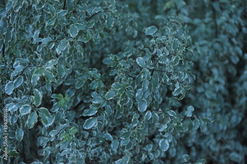 pittosporum tenuifolium photo