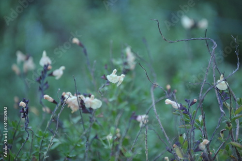 Salvia jamensis melen photo