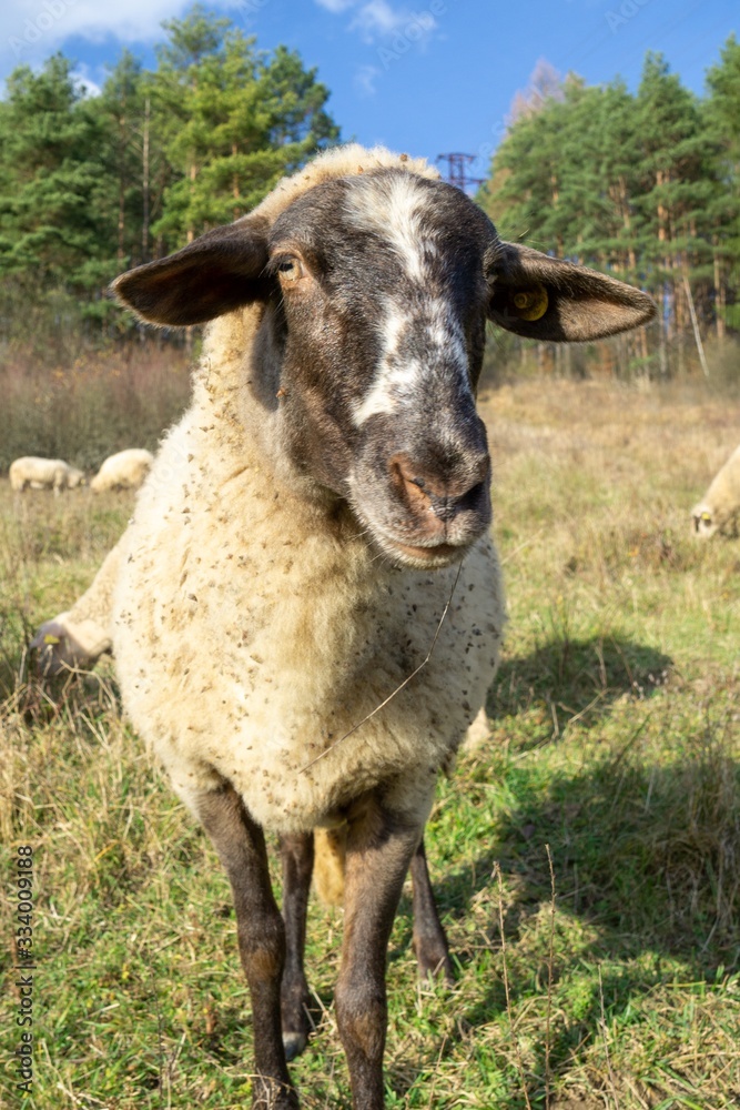 Sheep on the meadow eating grass in the herd during colorful sunrise or sunset. Slovakia Sheep on the meadow eating grass in the herd during colorful sunrise or sunset. Slovakia
