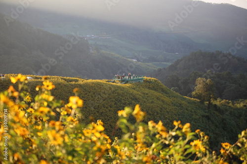 Mountain scenery filled with yellow flowers or Mexican sunflower (Tung Bua Tong) at Doi Mae U Kho, Mae Hong Son, Thailand.
