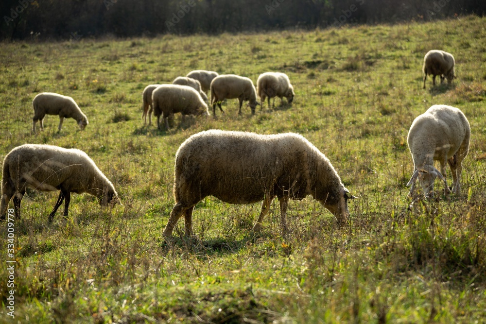 Sheep on the meadow eating grass in the herd during colorful sunrise or sunset. Slovakia Sheep on the meadow eating grass in the herd during colorful sunrise or sunset. Slovakia