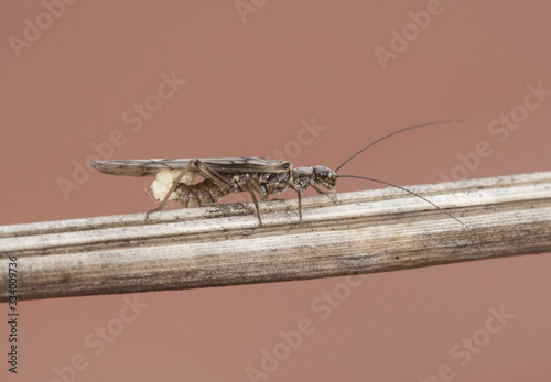 Plecoptera stone fly insect with long antennae and wings with black venation is used as bait for river fishing photo