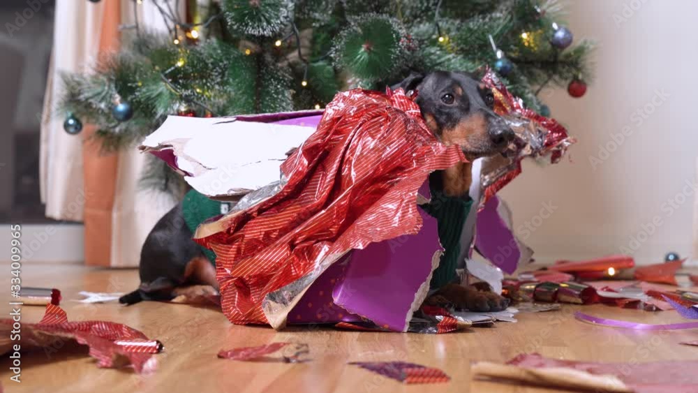 cute dachshund dog sitting in open gift box with torn to pieces holiday paper on Christmas tree background