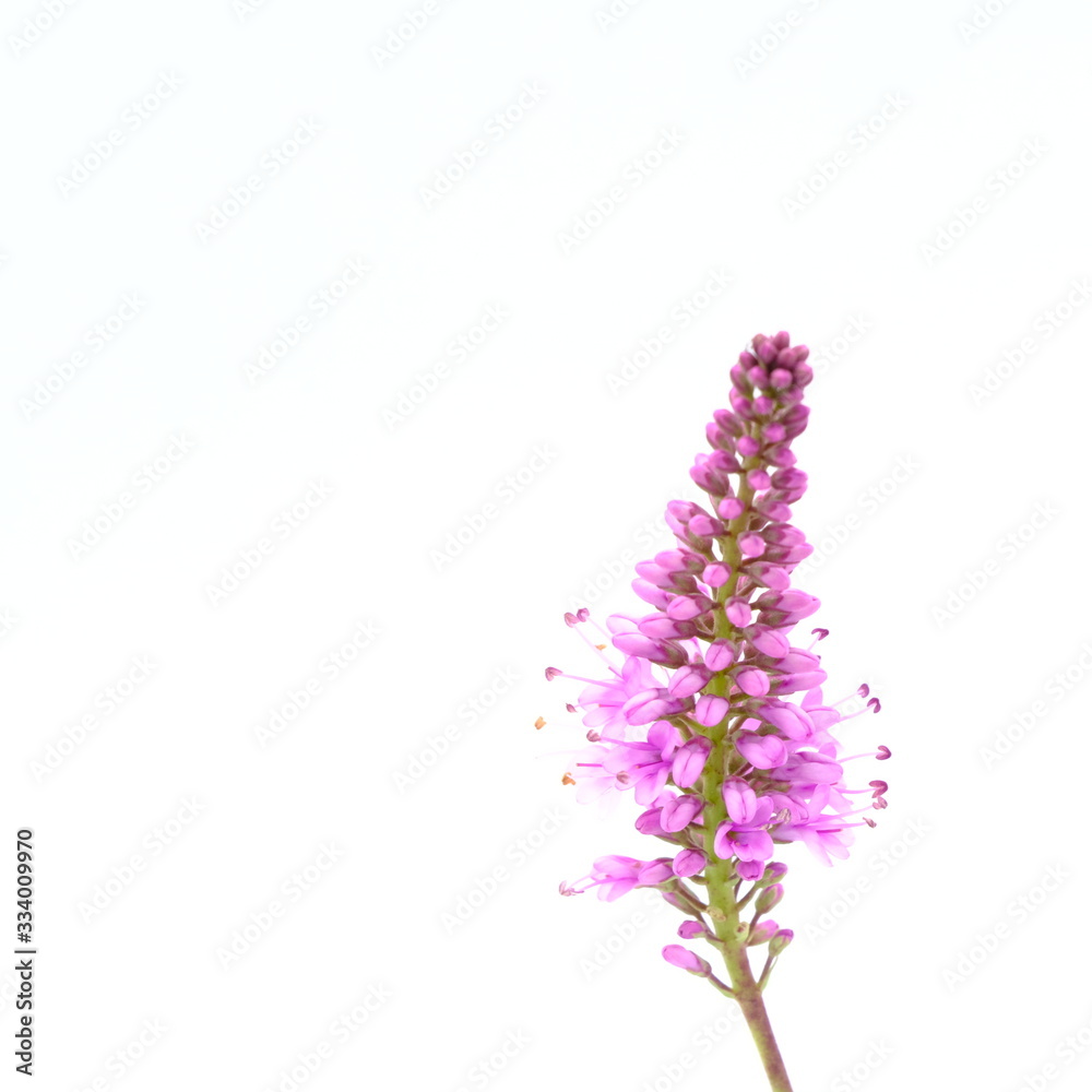 Fototapeta premium Purple flower bloom close up on white background