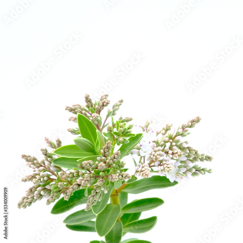 Green seedling on white background