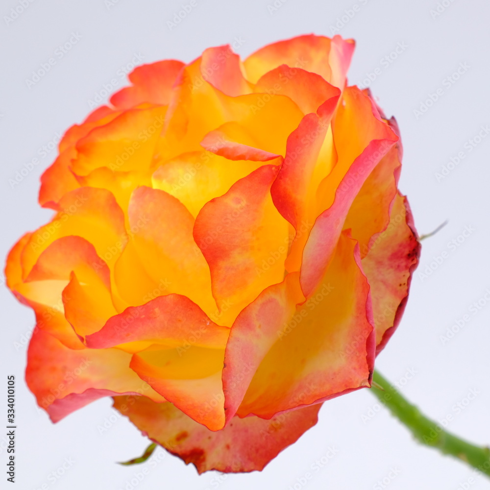 Yellow rose isolated on white background. Deep focus. Yellow rose isolated on white background. Deep focus.