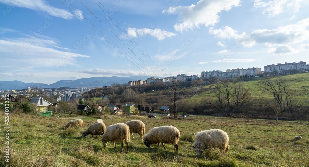 Sheep on the meadow eating grass in the herd during colorful sunrise or sunset. Slovakia